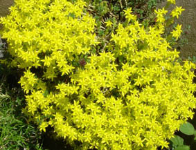Sedum acre